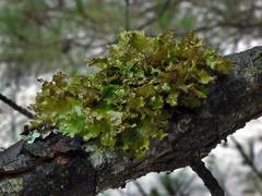 Tuckermanopsis americana