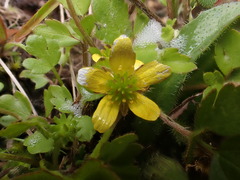 Ranunculus foliosus