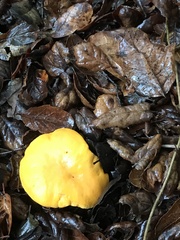 Cantharellus californicus