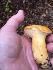 Cantharellus californicus
