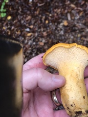 Cantharellus californicus