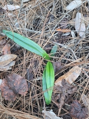 Habenaria floribunda