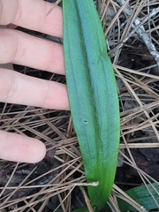 Habenaria floribunda