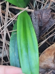 Habenaria floribunda