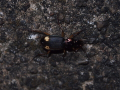 Chlaenius bioculatus