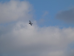 Larus hyperboreus