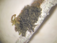 Erinacellus dendroides