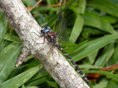 Austroaeschna christine