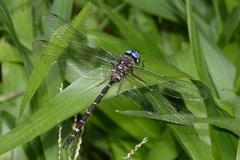 Austroaeschna christine