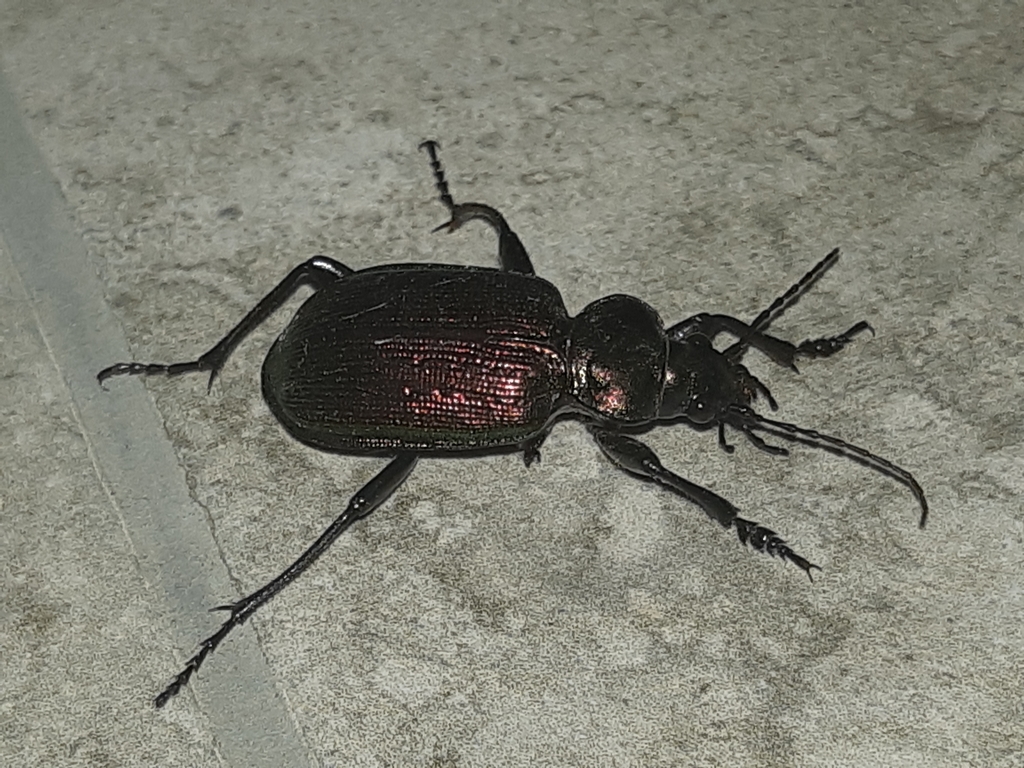 Calosoma fulgens