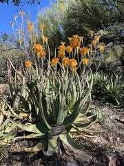Aloe elegans