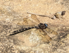 Austroaeschna christine