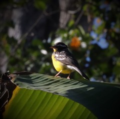Emberiza cabanisi