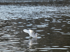 Larus glaucoides