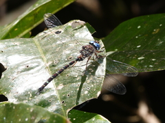 Austroaeschna christine