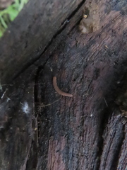 Scytonotus