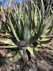 Aloe elegans