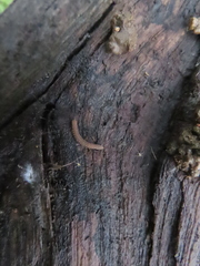 Scytonotus
