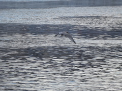Larus argentatus