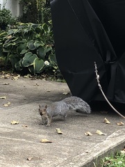 Sciurus carolinensis
