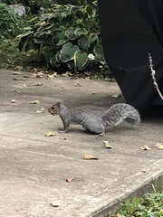 Sciurus carolinensis