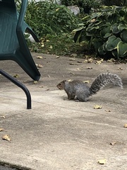 Sciurus carolinensis