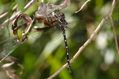 Austroaeschna eungella