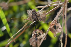 Austroaeschna eungella