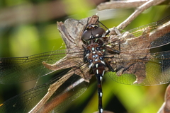 Austroaeschna eungella