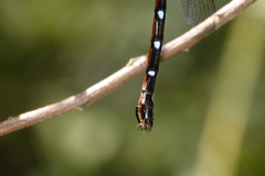 Austroaeschna eungella