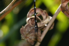 Austroaeschna eungella