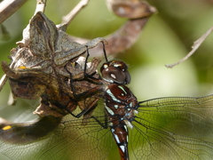 Austroaeschna eungella