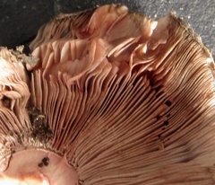Agaricus brunneofibrillosus