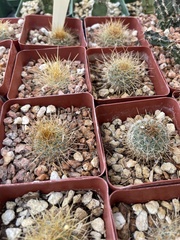 Mammillaria pringlei