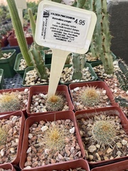 Mammillaria pringlei