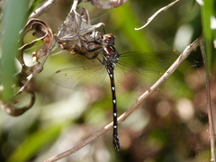 Austroaeschna eungella
