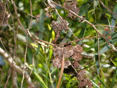 Austroaeschna eungella