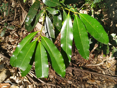 Calophyllum australianum