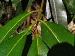 Calophyllum australianum