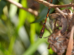Austroaeschna eungella