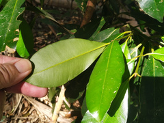Calophyllum australianum
