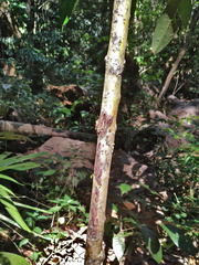 Calophyllum australianum