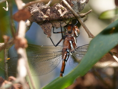Austroaeschna eungella