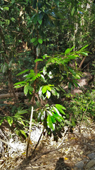 Calophyllum australianum