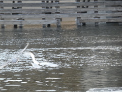 Larus glaucoides