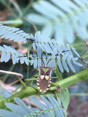 Prismatocerus prominulus