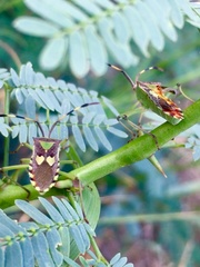 Prismatocerus prominulus