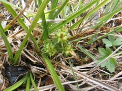 Carex flaviformis