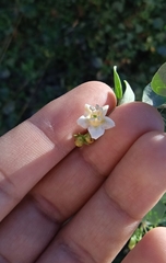 Lycium boerhaviifolium