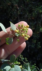 Lycium boerhaviifolium
